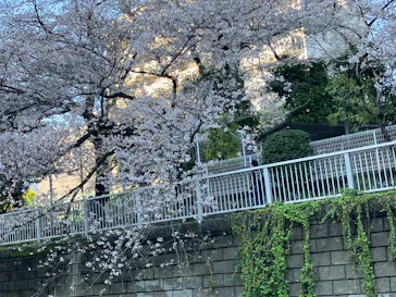 東京ウォータウェイズに投稿された画像（2026/4/2）