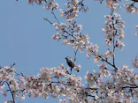 名古屋城に投稿された画像（2026/4/2）