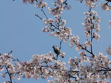 名古屋城に投稿された画像（2026/4/2）