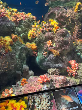 新江ノ島水族館に投稿された画像（2026/4/2）