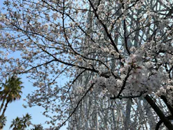 ナガシマスパーランドに投稿された画像（2026/4/2）