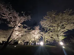 三溪園に投稿された画像（2026/4/2）