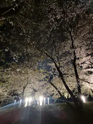 三溪園に投稿された画像（2026/4/2）