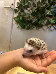 Moff animal cafe イオンモール幕張新都心店に投稿された画像（2026/4/2）