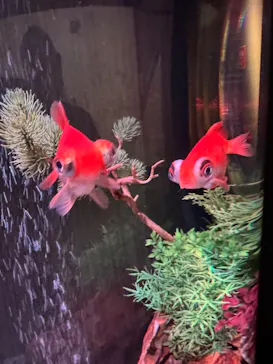 NARA KINGYO MUSEUMに投稿された画像（2026/4/2）