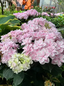 安城産業文化公園デンパークに投稿された画像（2026/4/2）