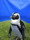 いきもの探検隊上尾に投稿された画像（2026/4/3）