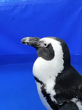 いきもの探検隊上尾に投稿された画像（2026/4/2）