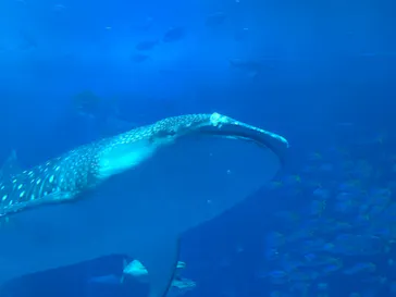 沖縄美ら海水族館に投稿された画像（2026/4/2）