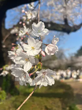 新宿御苑に投稿された画像（2026/4/2）
