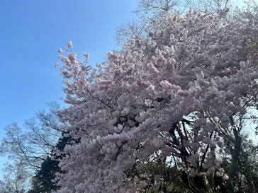 新宿御苑に投稿された画像（2026/4/2）