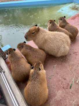 竹島水族館に投稿された画像（2026/4/2）