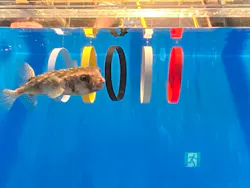 大分マリーンパレス水族館 「うみたまご」に投稿された画像（2026/4/2）