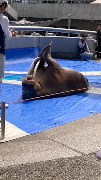 大分マリーンパレス水族館 「うみたまご」に投稿された画像（2026/4/2）