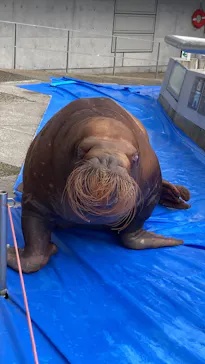 大分マリーンパレス水族館 「うみたまご」に投稿された画像（2026/4/2）