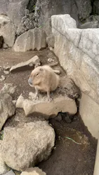 伊豆シャボテン動物公園に投稿された画像（2026/4/2）