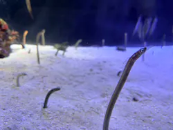 名古屋港水族館に投稿された画像（2026/4/3）