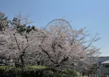 万博記念公園に投稿された画像（2026/4/3）