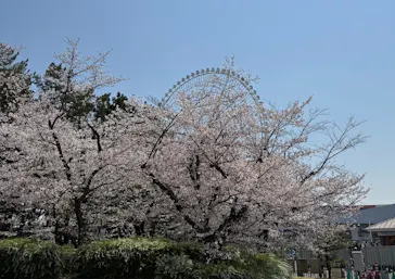 万博記念公園に投稿された画像（2026/4/3）