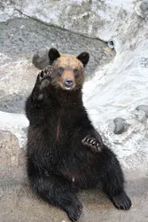 のぼりべつクマ牧場に投稿された画像（2026/4/3）