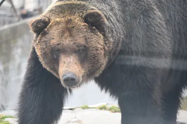 のぼりべつクマ牧場に投稿された画像（2026/4/3）