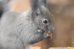 のぼりべつクマ牧場に投稿された画像（2026/4/3）