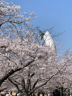 万博記念公園に投稿された画像（2026/4/3）