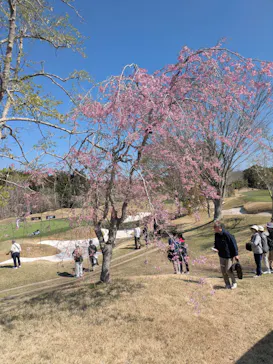 International Series Japanに投稿された画像（2026/4/3）