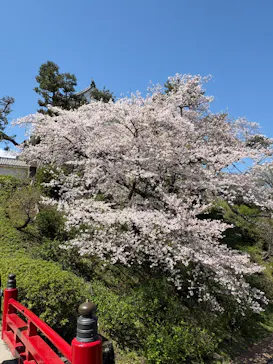 小田原城に投稿された画像（2026/4/3）