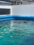 ゼロ距離水族館 伊勢シーパラダイスに投稿された画像（2026/4/3）