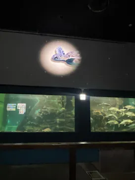ゼロ距離水族館 伊勢シーパラダイスに投稿された画像（2026/4/3）