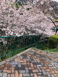 別府ケーブルラクテンチに投稿された画像（2026/4/3）