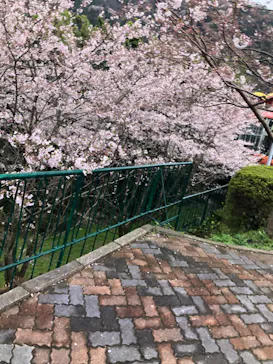 別府ケーブルラクテンチに投稿された画像（2026/4/3）