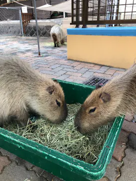 別府ケーブルラクテンチに投稿された画像（2026/4/3）