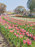 万博記念公園に投稿された画像（2026/4/3）