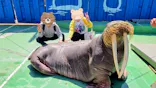 ゼロ距離水族館 伊勢シーパラダイスに投稿された画像（2026/4/3）
