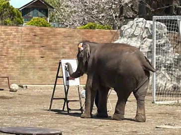 ANIMAL WONDER REZOURT 市原ぞうの国・サユリワールドに投稿された画像（2026/4/3）