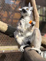 ANIMAL WONDER REZOURT 市原ぞうの国・サユリワールドに投稿された画像（2026/4/3）