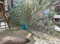 ANIMAL WONDER REZOURT 市原ぞうの国・サユリワールドに投稿された画像（2026/4/3）