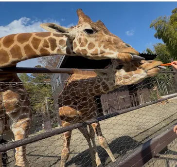 ANIMAL WONDER REZOURT 市原ぞうの国・サユリワールドに投稿された画像（2026/4/3）