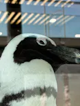 京都水族館×ニデック京都タワーに投稿された画像（2026/4/3）