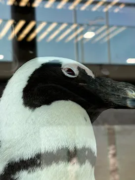 京都水族館×ニデック京都タワーに投稿された画像（2026/4/3）