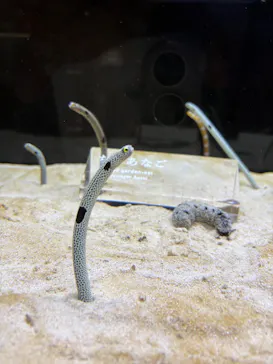 京都水族館×ニデック京都タワーに投稿された画像（2026/4/3）