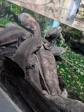 京都水族館に投稿された画像（2026/4/3）