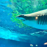 しながわ水族館に投稿された画像（2026/4/3）