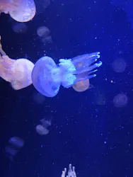 マリンワールド海の中道に投稿された画像（2026/4/3）