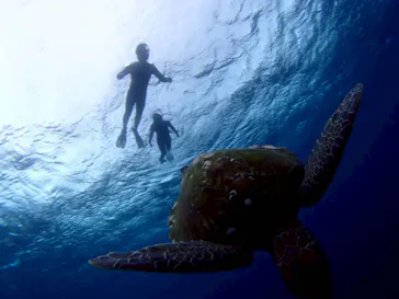 マリンショップ石垣島笑顔向上請負所に投稿された画像（2026/4/3）