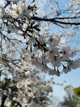 万博記念公園に投稿された画像（2026/4/3）