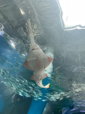 マクセル アクアパーク品川に投稿された画像（2026/4/3）