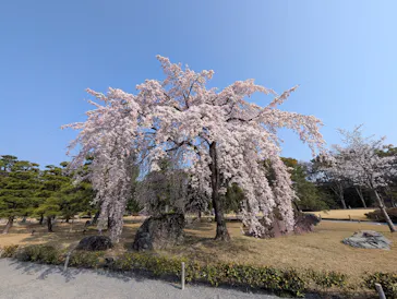 元離宮二条城に投稿された画像（2026/4/3）